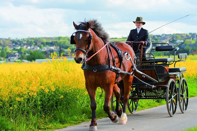 Vinyard Tour By Horse & Carriage With Delicious Tasting - Umbria - Pricing and Booking Details