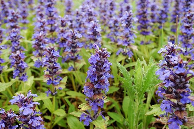 Violet Crown Wildflower Center Bike Tour - Booking Information