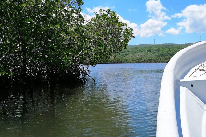 VIP Tour to Paradise Island & the Mangroves - Exploring the Mangrove Forests at Monte Cristi National Park