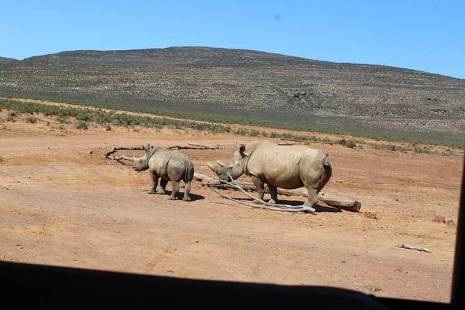 Visit African Big 5 Safari Aquila Game Reserve From Cape Town - Full Day - Weather and Minimum Travelers