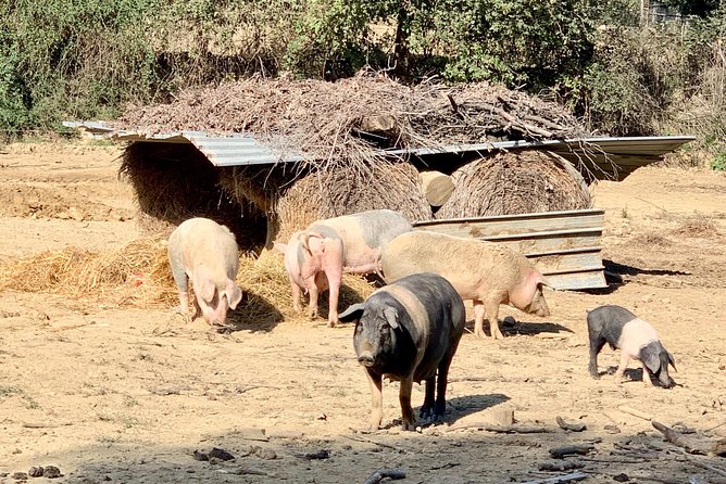 Visit Chianina Organic Farm With Bistecca Beef Lunch - Logistics