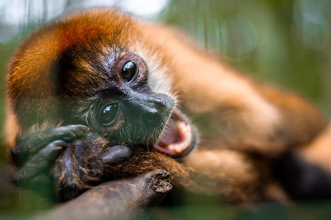 Volunteer Program at Wildlife Rescue Center in Costa Rica - Location and Facilities
