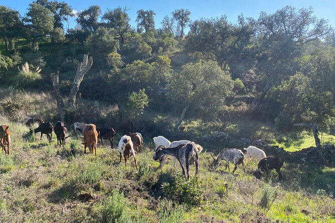 Walk in the Hills With Goat Herder-Local Honey, Wine and Cheese Tasting - Location and Meeting Point