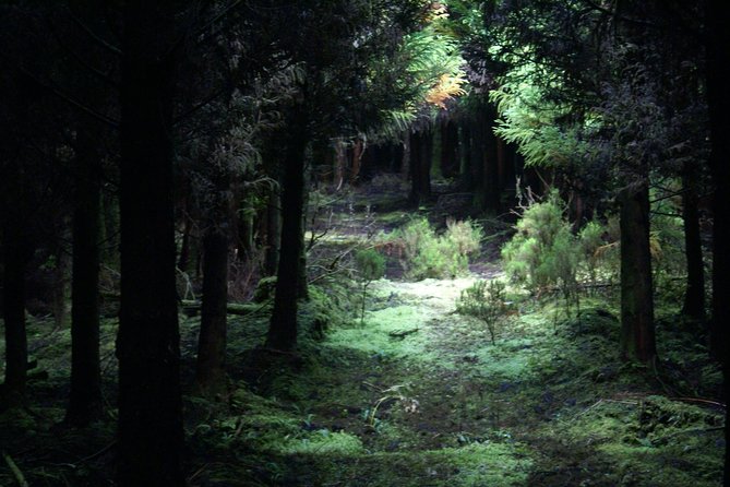 Walking Trails of Terceira - Wander Through Lush Forests