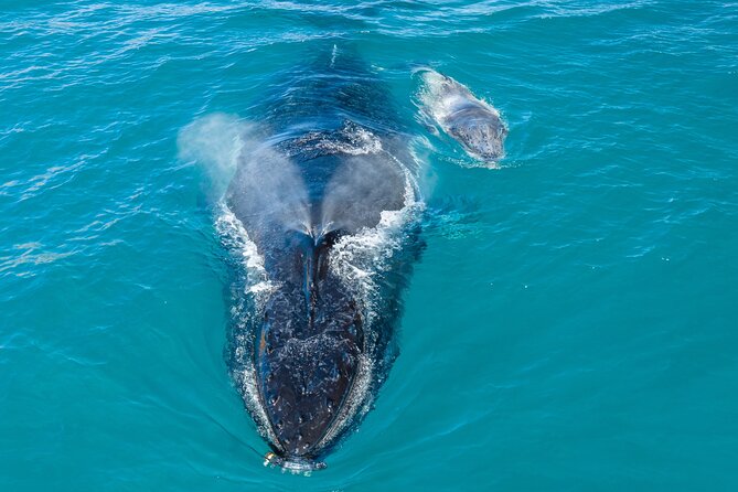 Whale and Dolphin Watch Boat Cruise in Oahu - Inclusions and Restrictions
