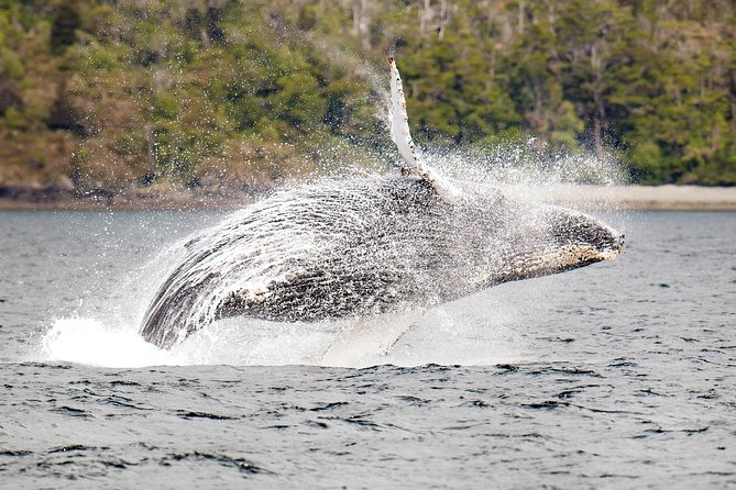 Whale and Glacier Watching From Punta Arenas Francisco Coloane Park - Reviews and Ratings