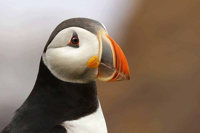 Whale and Puffin Watching Tour - Meeting and Pickup Information