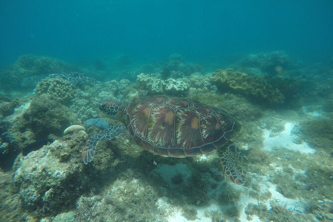 Whale Shark, Canyoneering, Sardines Run and Turtles With Transpo - Thrilling Canyoneering Adventure