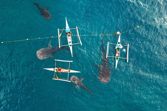 Whale Shark Encounter and Tumalog Waterfalls Tour - Tour Duration and Inclusions