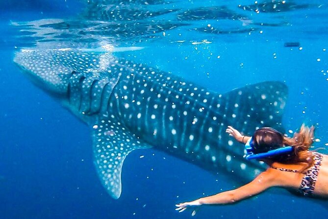 Whale Shark Encounter, Tumalog Falls and Monkey Sanctuary Tour - Itinerary Overview