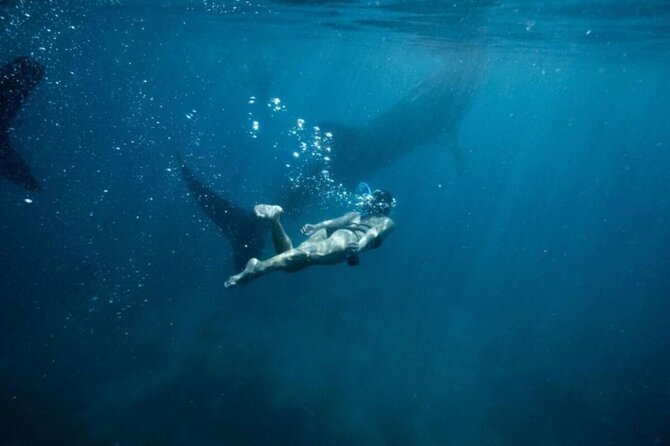 Whale Shark Swimming, Sumilon Sandbar and Kawasan Falls Tour - Good To Know