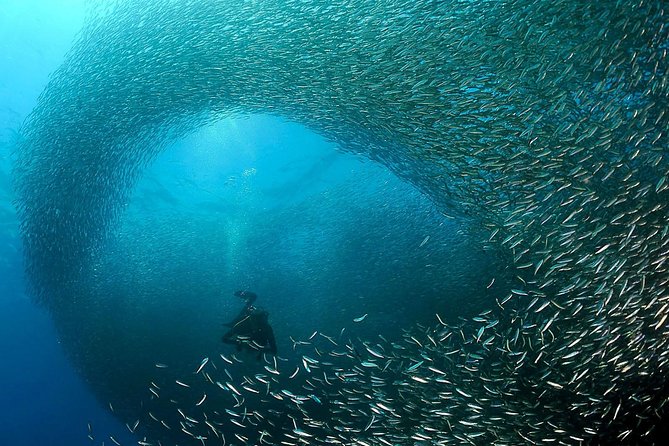 Whale Shark & Tumalog Falls & Pescador & Sardine Run & Turtle - Customer Reviews