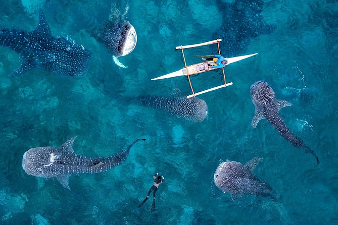 Whale Shark Watching & Tumalog Falls & Kawasan Falls - Tumalog Falls Adventure