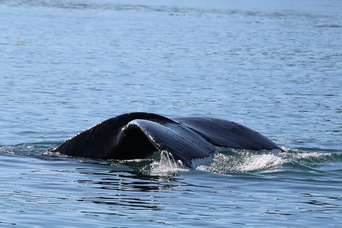 Whale Watching Cruise From Newport Beach - Wildlife Spotting Opportunities