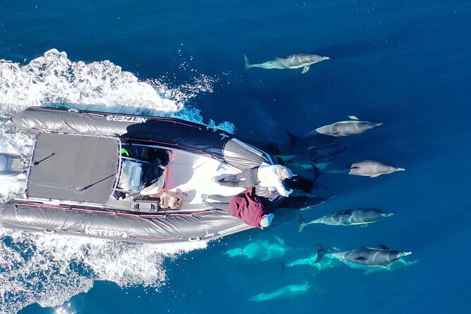 Whale Watching San Diego: Private Charter Experience - Inclusions