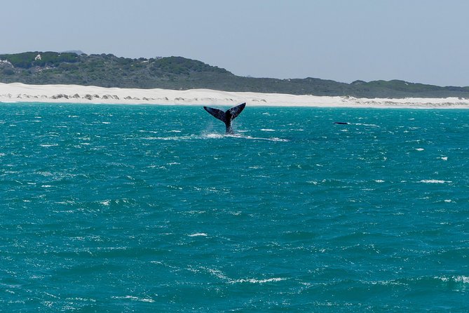 Whale Watching Tour From Cape Town - Tour Details