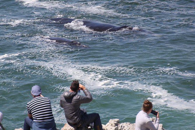 Whale Watching Walking Tours (Land-Based) - From JUNE - End Point and Pickup Details