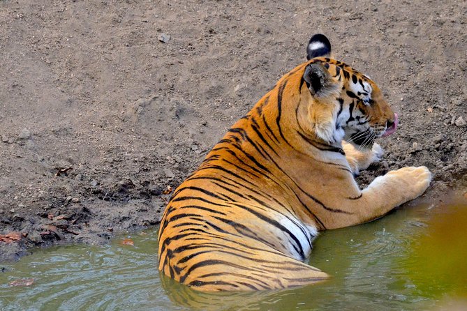 Wild Life Tour in Chennai With Guide and Private Car - Wildlife Encounters