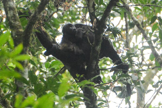 Wildlife Safari Float by Kayak in Peñas Blancas River From Arenal - Wildlife Encounter