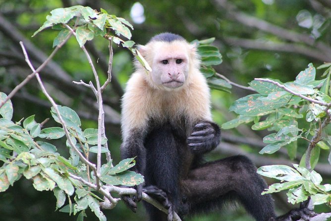 Wildlife Tour at Palo Verde National Park - Wildlife Spotting Opportunities