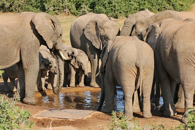 Wildlife Wonders - Addo Elephant National Park Tour - Wildlife Encounters at Addo Elephant National Park