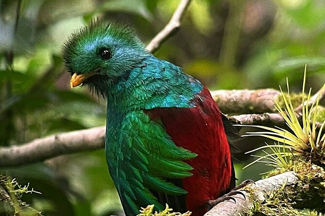 Wildlife Wonders Await at Curicancha Reserve - Wildlife Encounters
