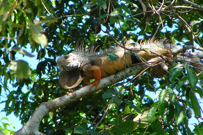 Wildlife Wonders Unveiled: Panama City Trail Tour - Guides Expertise