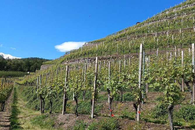 Wine and Food Tasting PRIVATE Guided Tour - Good To Know