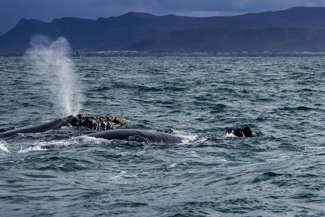 Wine-Tasting and Whale-Watching Tour From Cape Town - The Sum Up