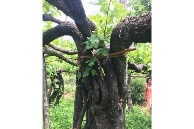 Wine Tasting at Basileo Cellar With Lunch - Additional Information and Policies