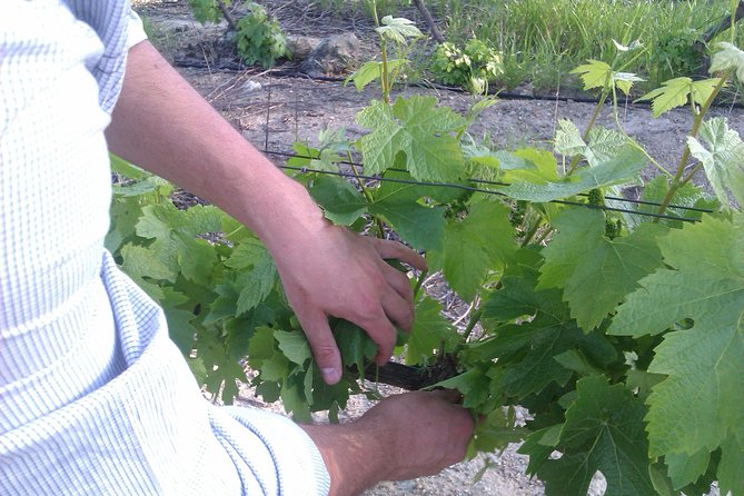 Winemakers Way Reserve Wine Tour - Wine Tastings and Vineyard Walks