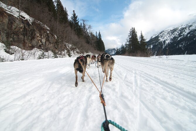 Winter Dog Sledding in Knik, Alaska - Fees, Taxes, and Transparent Pricing