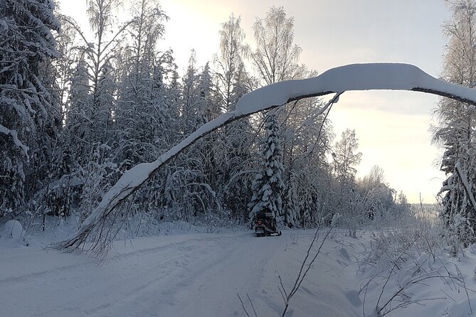 Winter Forest Ride With Snow Sledge in Finland - Overview and Inclusions