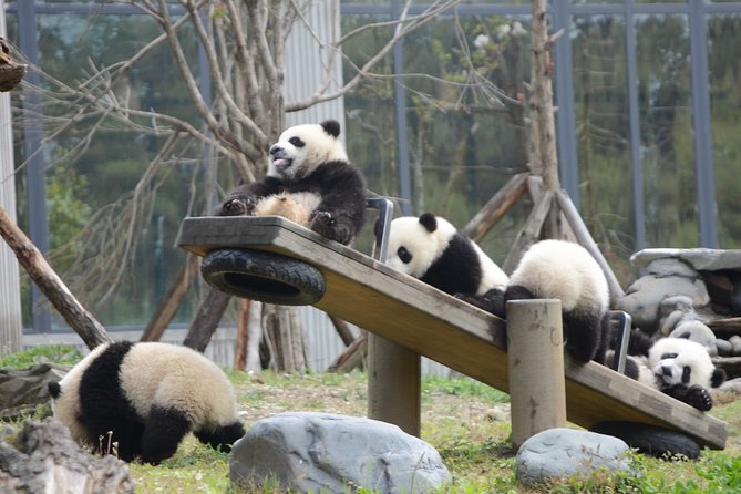 Wolong Panda Base Private Day Tour Optional Volunteering - Tour Highlights and Inclusions