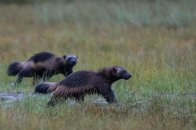 Wolverine Photography in Summer - Best Time for Wolverine Photography