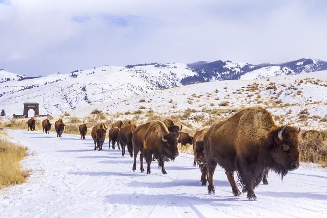 Yellowstone & Grand Teton National Parks Private Winter Tour 5-Day - Additional Experiences and Costs