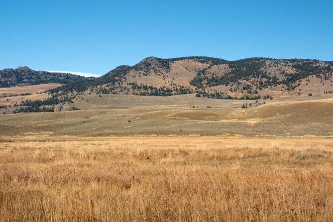 Yellowstones Lamar Valley Wildlife Safari From Paradise Valley - Wildlife Viewing Opportunities