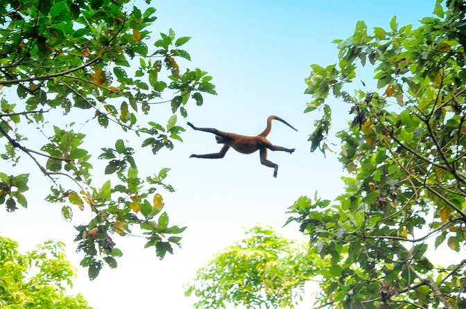 3 Day / 2 Night Tour in Tortuguero - Tour Highlights