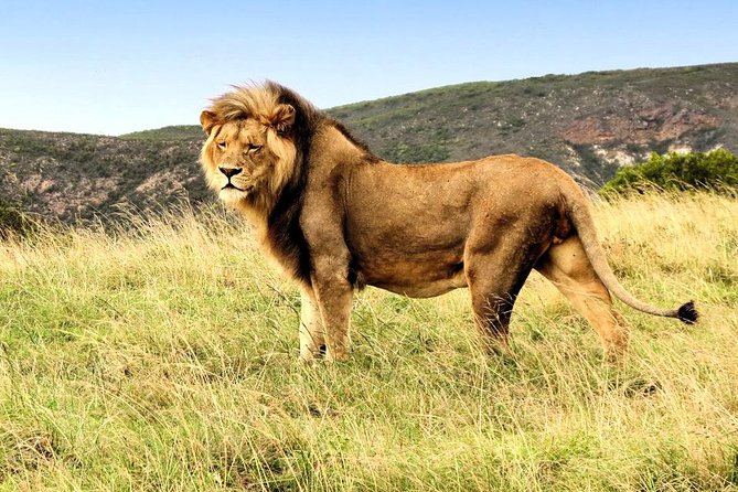 3 Day Garden Route Highlights and Safari With Private Transfers