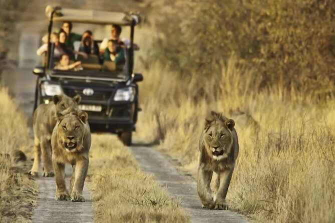 3-Day Guided Kruger National Park Safari Tour From Johannesburg