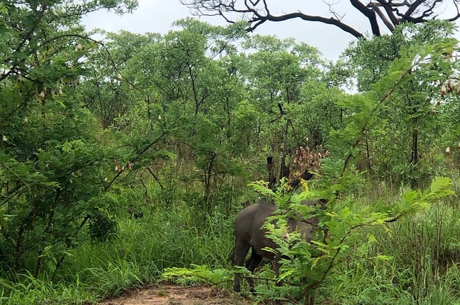 3-Day Kruger National Park Private Safari From Johannesburg