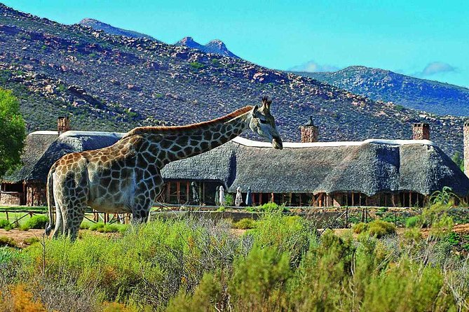 3 Day Luxury Aquila Private Game Reserve
