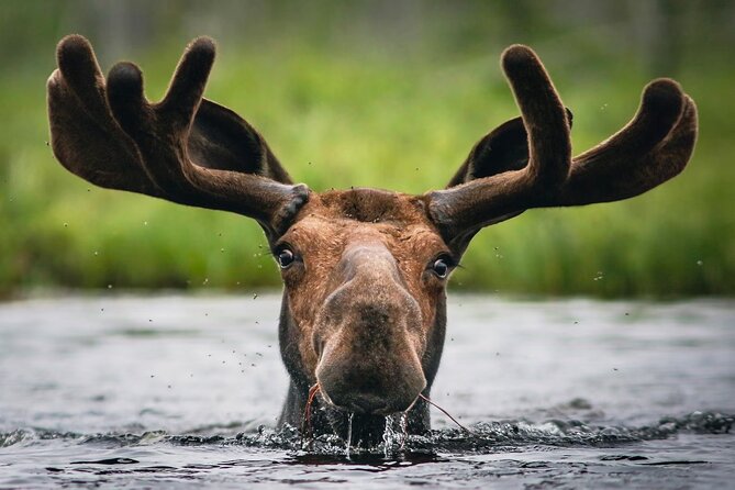 3 Day Moose Viewing Safari With Camping