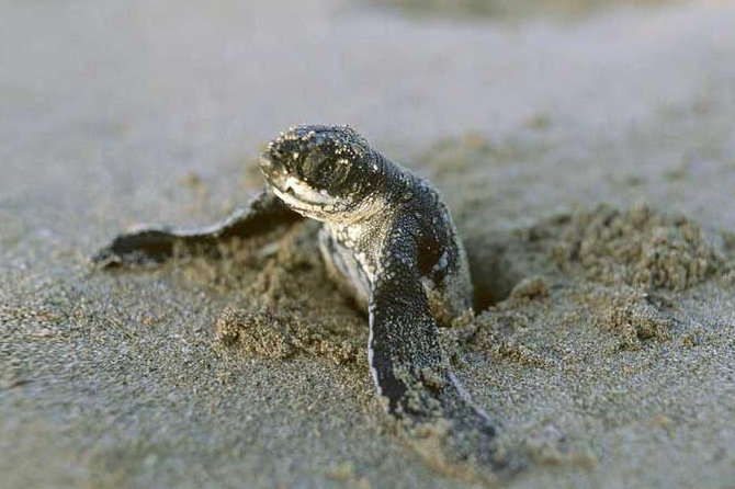 3-day Tortuguero Expedition