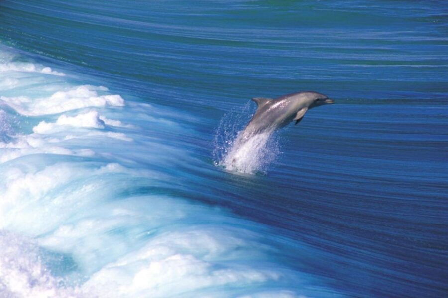 3-Day Yorkes Peninsula Coastal Wilderness Tour From Adelaide - Good To Know