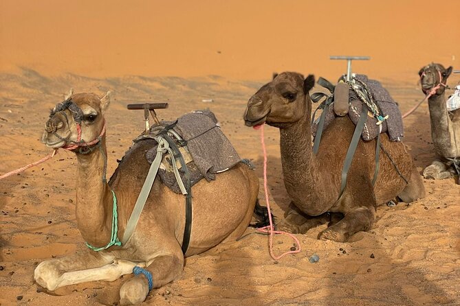 3 Days & 2 Nights to the Magical Desert & Camel Trek - Overview