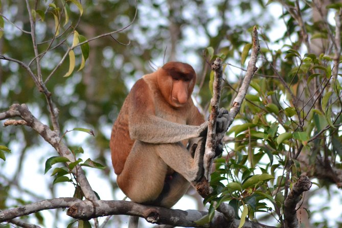 3 Days Cabin Houseboat Orangutan Tanjung Puting Camp Leakey Tour