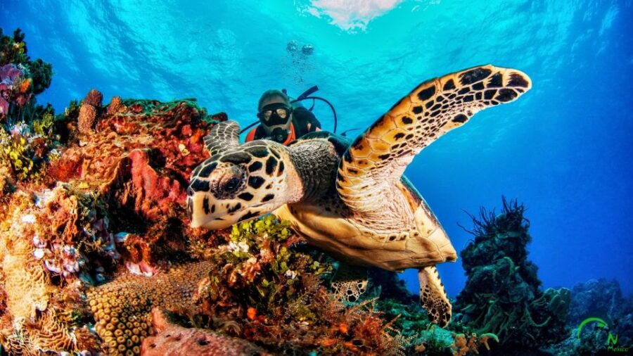 3 Days Discover Dive Package