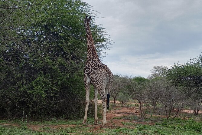 3 Days Tour in Kruger National Park From Johannesburg