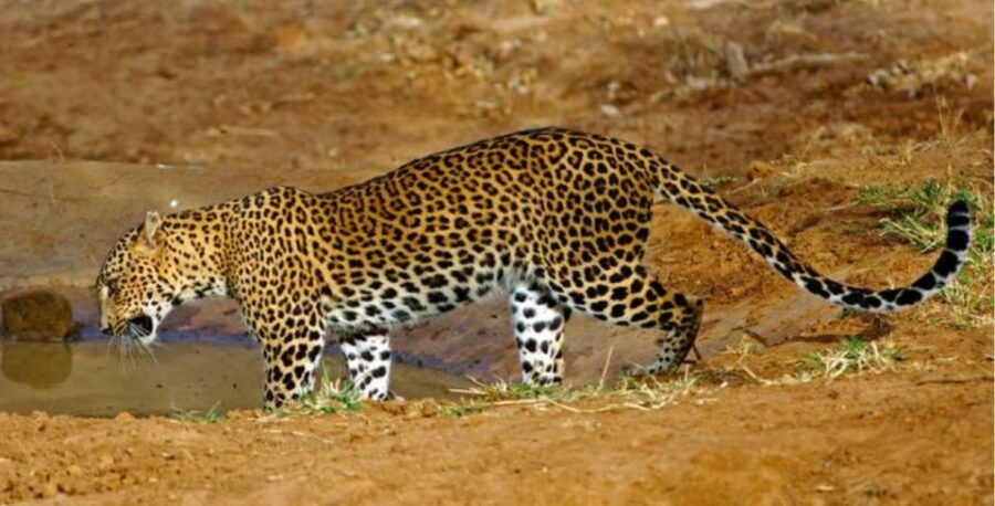 3 Days - Wildlife Expedition in Belihuloya - Good To Know